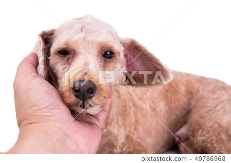 Sad depressed poodle pet dog after short hair cut Sad depressed poodle pet dog after short hair cut 49786968