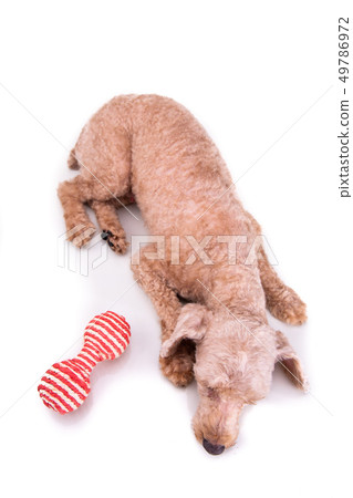Sad depressed poodle pet dog after short hair cut Sad depressed poodle pet dog after short hair cut 49786972