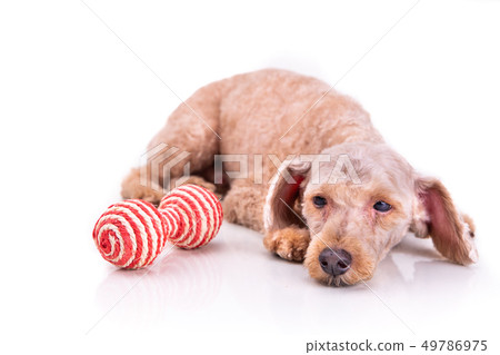 Sad depressed poodle pet dog after short hair cut Sad depressed poodle pet dog after short hair cut 49786975