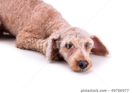 Sad depressed poodle pet dog after short hair cut Sad depressed poodle pet dog after short hair cut 49786977