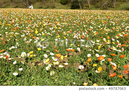 Iceland Poppy 49787063