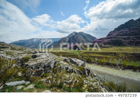 Mountain landscapes of the Chui tract, Altai. Valley Chuya. Spring bloom in the mountains 49787239