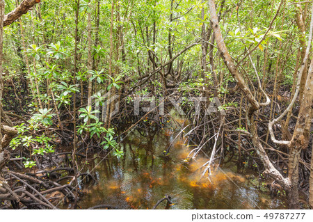 mangrove Jozani forest Unguja Zanzibar Island Tanzania East Africa 49787277