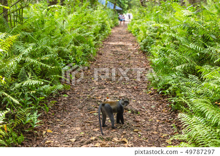 Blue Sykes Monkey Jozani Unguja Zanzibar Island Tanzania East Africa 49787297