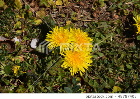  Dandelion 49787405