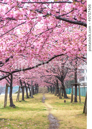 Former Nakagawa Riverbed Kawazu Sakura 49787406