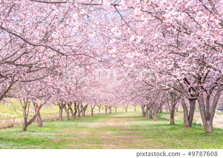 Kita Asaba Sakurajiku Park Sakura Sakura 49787608