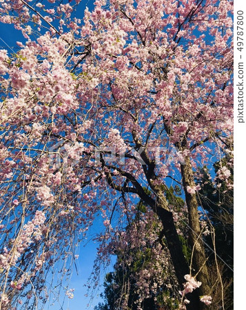 櫻花 櫻花 49787800