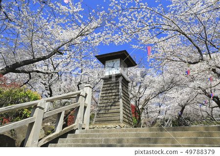 Asukayama Park clock tower (clock tower) and cherry blossoms in full bloom Asukayama Park clock tower (clock tower) and cherry blossoms in full bloom 49788379