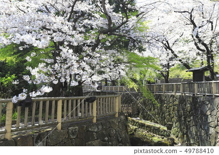 Otonashi hydrophilic park Cherry blossom season Kita Ward, Tokyo Otonashi hydrophilic park Cherry blossom season Kita Ward, Tokyo 49788410