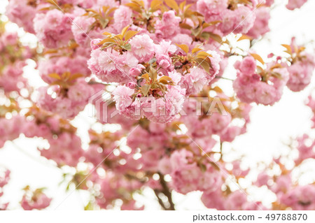 closeup fruit tree pink flowers spring blossom closeup fruit tree pink flowers spring blossom 49788870