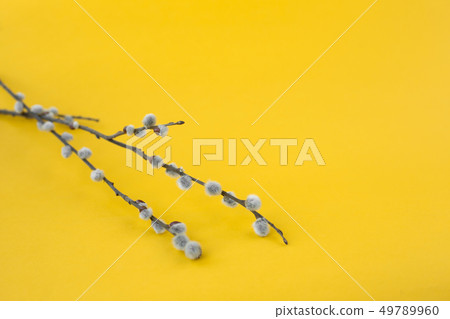 willow branches with fluffy gray buds on yellow  49789960
