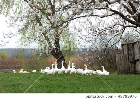 geese are walking in the spring in the village on geese are walking in the spring in the village on 49789976