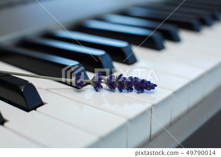 sprig of fresh lavender on the piano keys 49790014