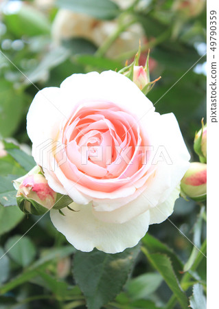 玫瑰新黎明 玫瑰新黎明 49790359