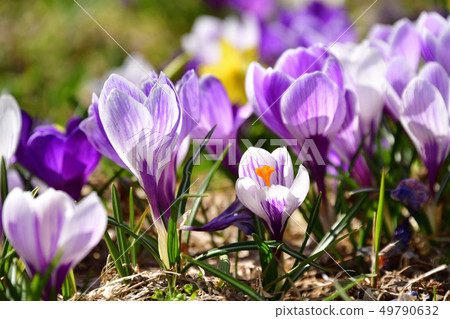 Photographing the landscape of crocuses of Manuka in Mizuhori district of Hokkaido Esashicho in early spring Photographing the landscape of crocuses of Manuka in Mizuhori district of Hokkaido Esashicho in early spring 49790632