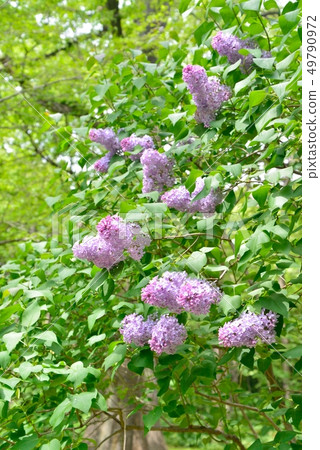 Lilac of Hokkaido University Botanical Garden Lilac of Hokkaido University Botanical Garden 49790972