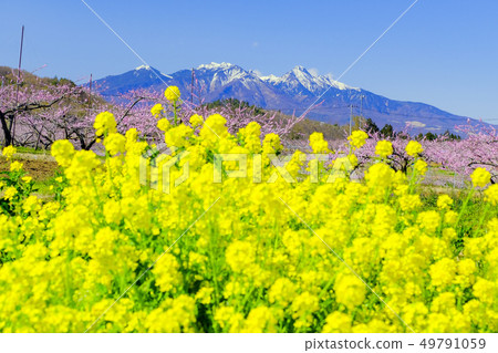 Rape blossoms and peach and Yatsugatake 49791059