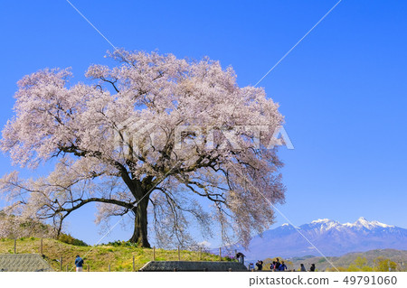 Cherry blossoms 1 49791060