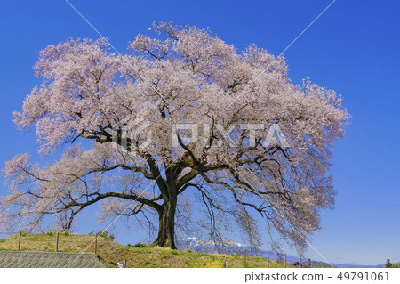 Cherry blossoms 2 49791061