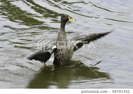 Yellow-billed Duck Flapping Its Wings 49791342