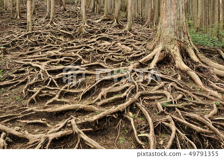 Root forest 49791355