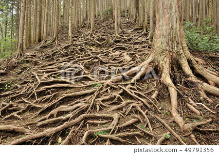Root forest 49791356
