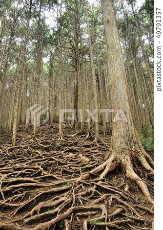Root forest 49791357