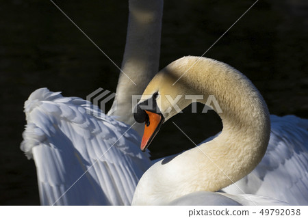 Beautiful Swan bird. 49792038