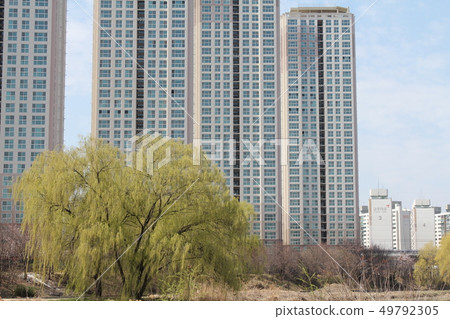 Scenery with large trees 49792305