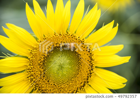 [Sunflower field] 49792357