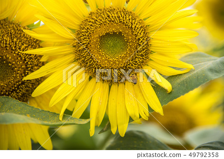 [Sunflower field] 49792358