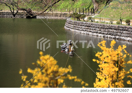 Zenji寺人面魚居住的貝類池塘 49792607