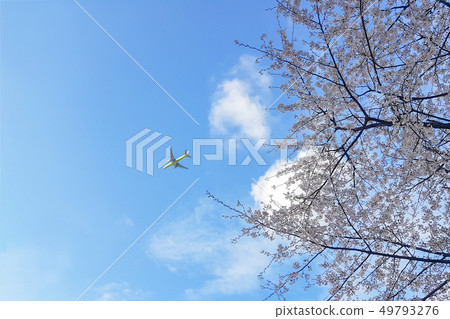 櫻花之旅 櫻花之旅 49793276
