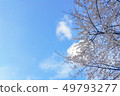 櫻花和藍天 49793277