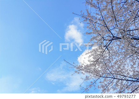 櫻花和藍天 49793277