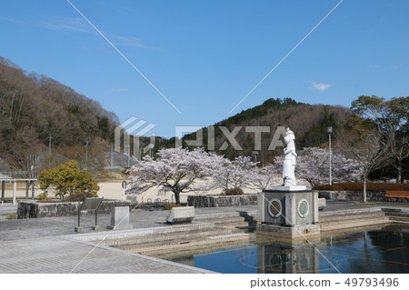Spring full bloom cherry blossom bloom Valentine park production Higashi 49793496