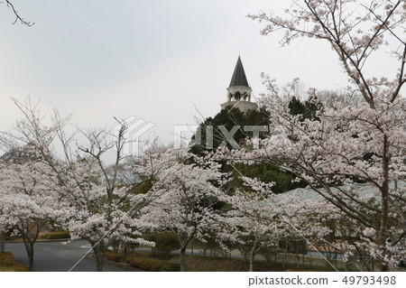 春天盛開櫻花盛開情人節公園生產東 49793498