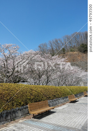 春天盛開櫻花盛開情人節公園生產東 49793500