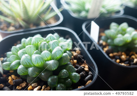 Haortia of Tousa 49793582