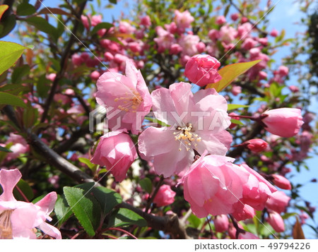 “花花臍”花向下綻放 “花花臍”花向下綻放 49794226