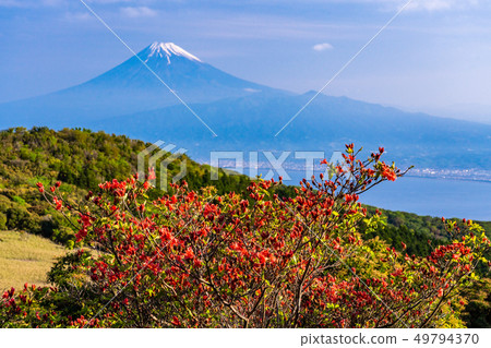 (Shizuoka Prefecture) Mt. Fuji seen from Mt. 49794370