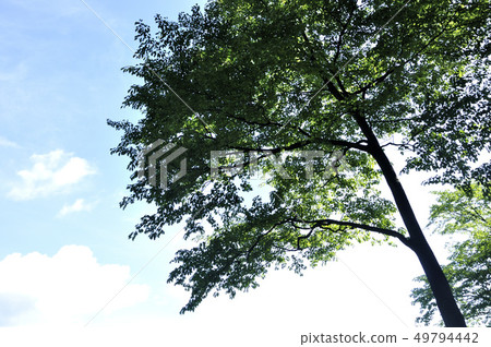 岩崎Ishiyama夏天櫻花 岩崎Ishiyama夏天櫻花 49794442