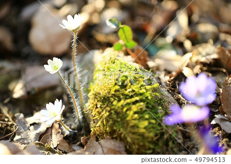 The messenger of spring! Wildflower, nori 49794513