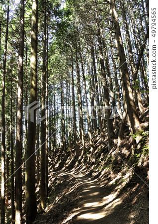 太陽散落在山路上 太陽散落在山路上 49794565