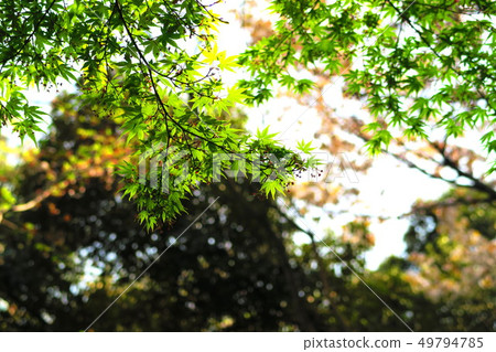 新鮮的綠色杉樹槭樹風景 新鮮的綠色杉樹槭樹風景 49794785