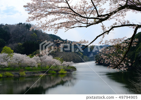 Nabari River and row of cherry trees (Yamazoe Village, Nara Prefecture) 49794905