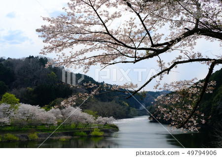 Nabari River and row of cherry trees (Yamazoe Village, Nara Prefecture) 49794906