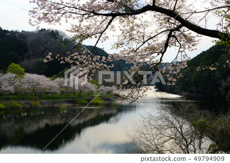 Nabari River and row of cherry trees (Yamazoe Village, Nara Prefecture) Nabari River and row of cherry trees (Yamazoe Village, Nara Prefecture) 49794909