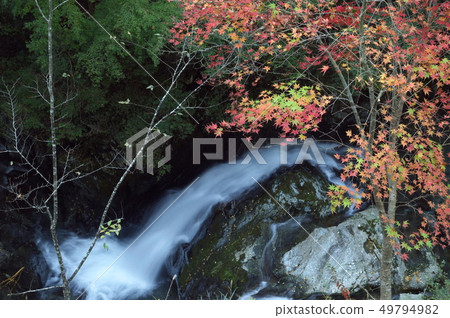 Autumn in Shirakura Gorge Tengu Ward Hamamatsu City Shizuoka Prefecture 49794982